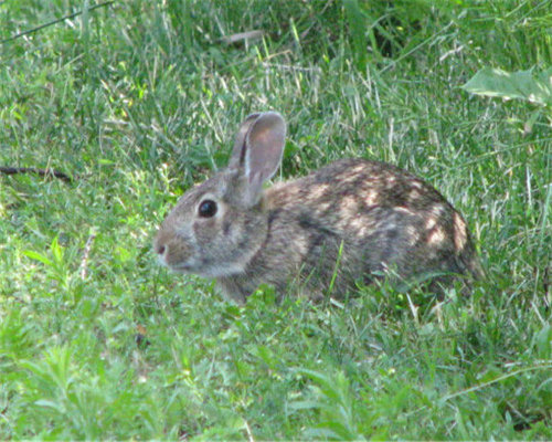 兔子-5.jpg